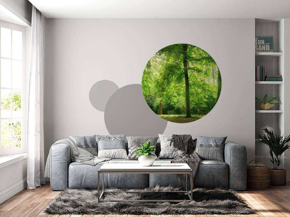 Forest with light mist