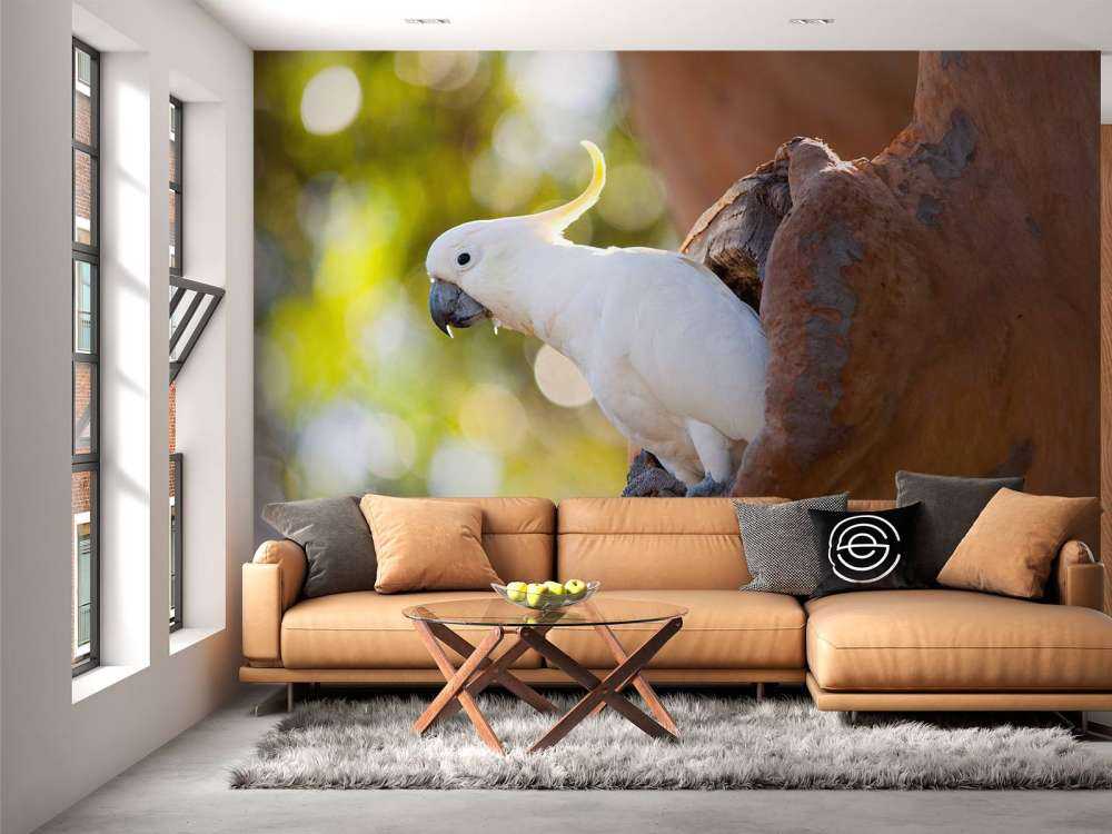 Cockatoo in tree cavity