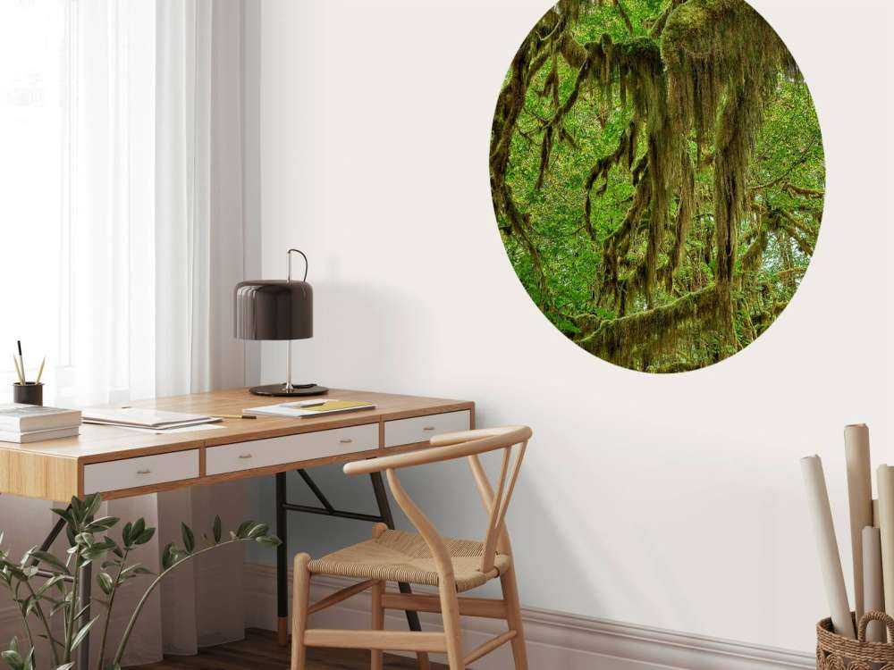 Moss on tree branches