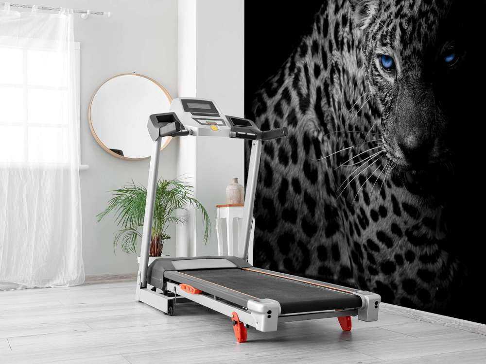 Leopard on black background