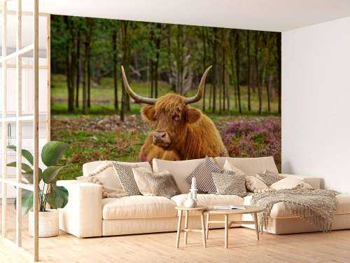 Scottish highlander between purple heather