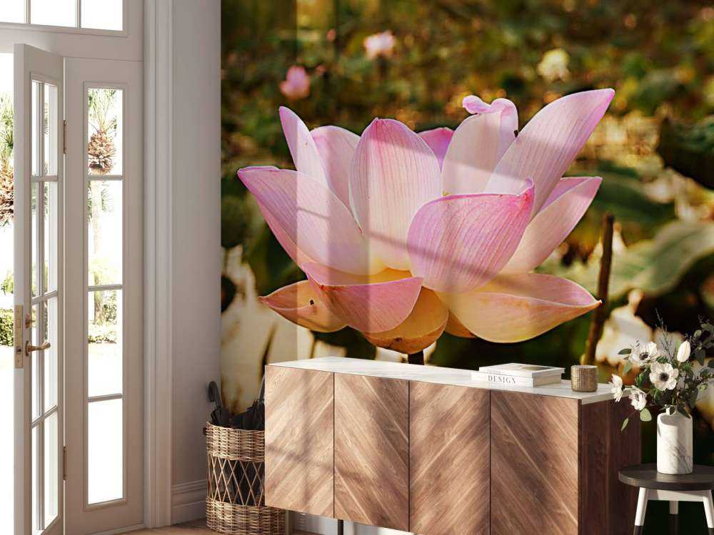Pink lotus flower