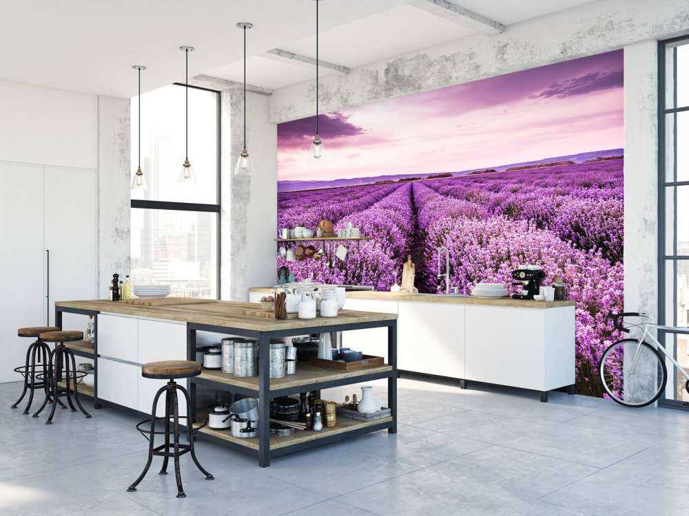 Lavender bushes