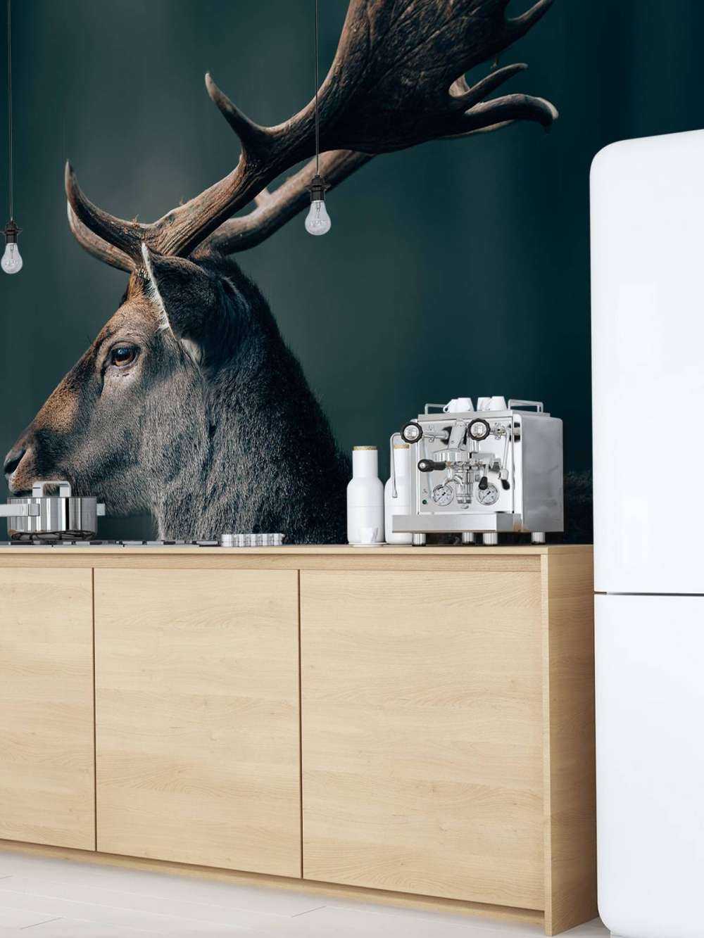 Fallow deer close-up