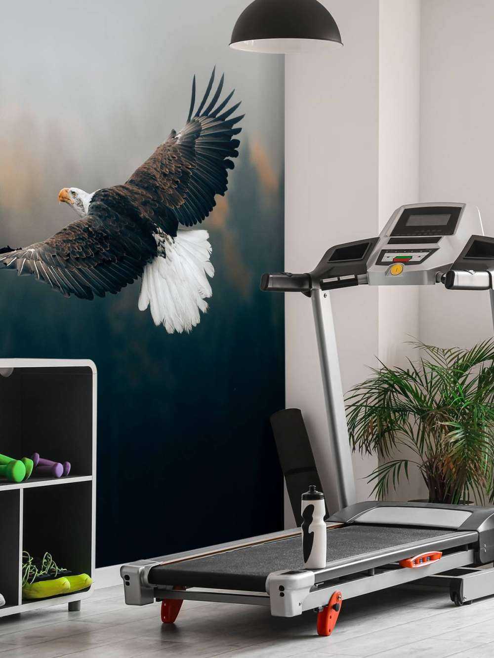 Bald eagle above the forest