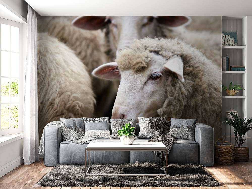 Close-up sheep