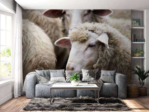 Close-up sheep