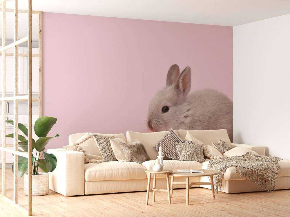 Rabbit with egg