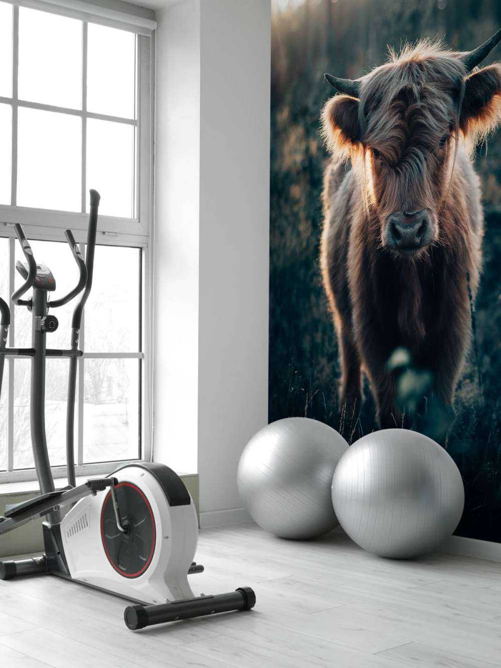 Young Scottish Highlander