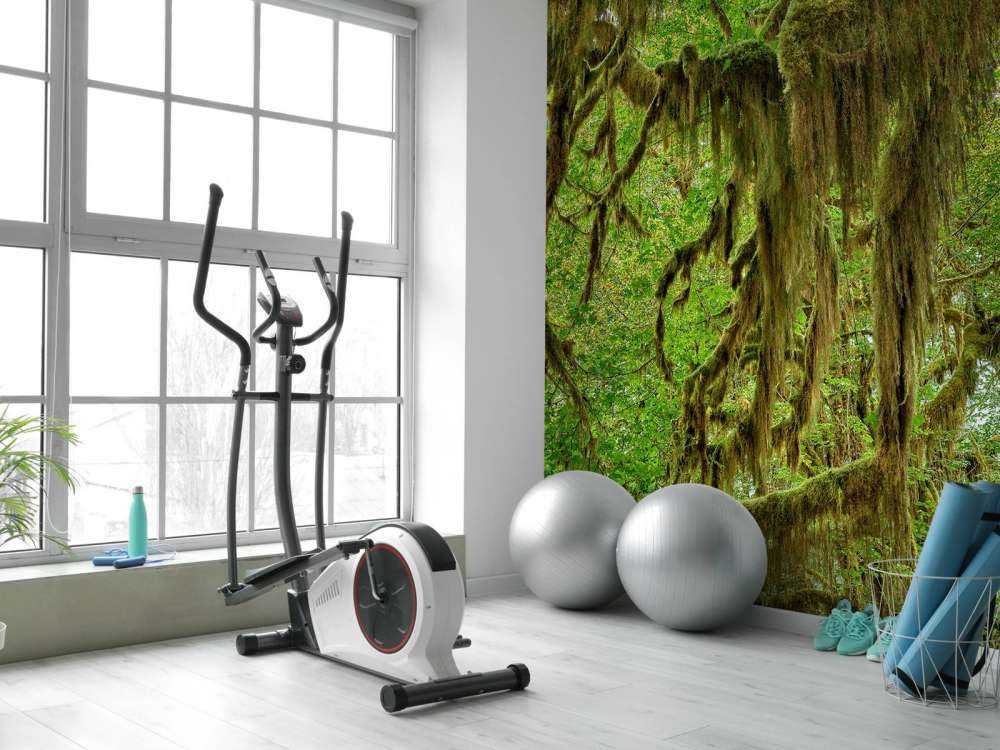 Moss on tree branches