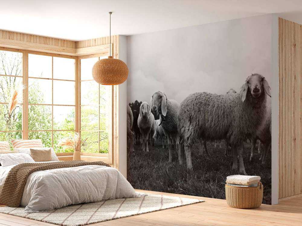 Flock of sheep in black and white