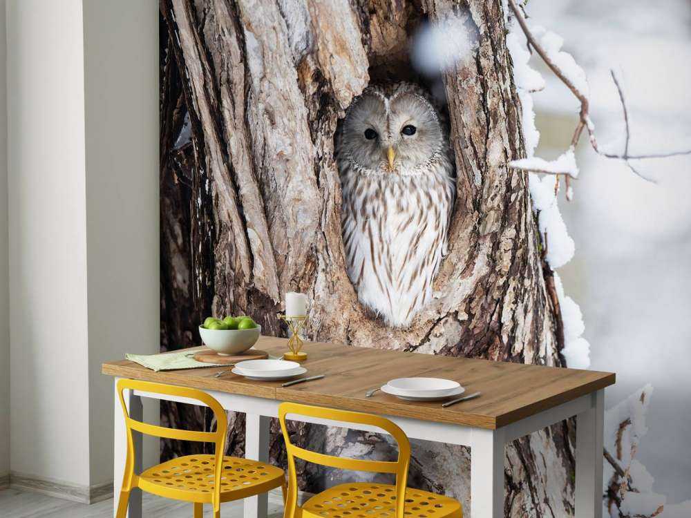 White owl in a hollow tree