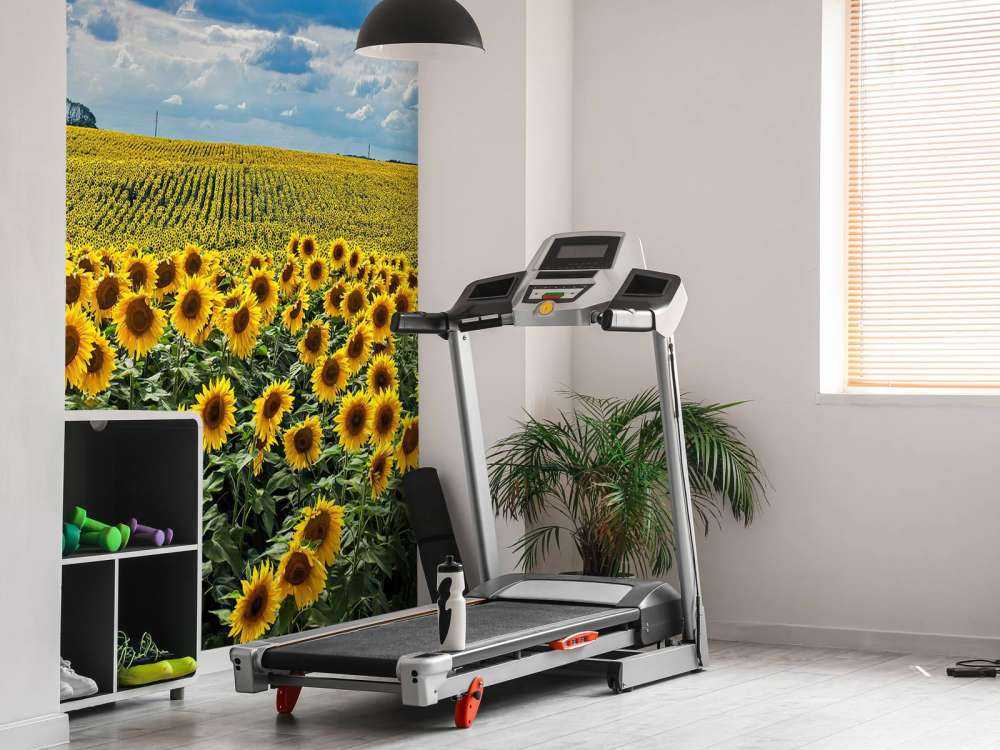 Meadow full of sunflowers