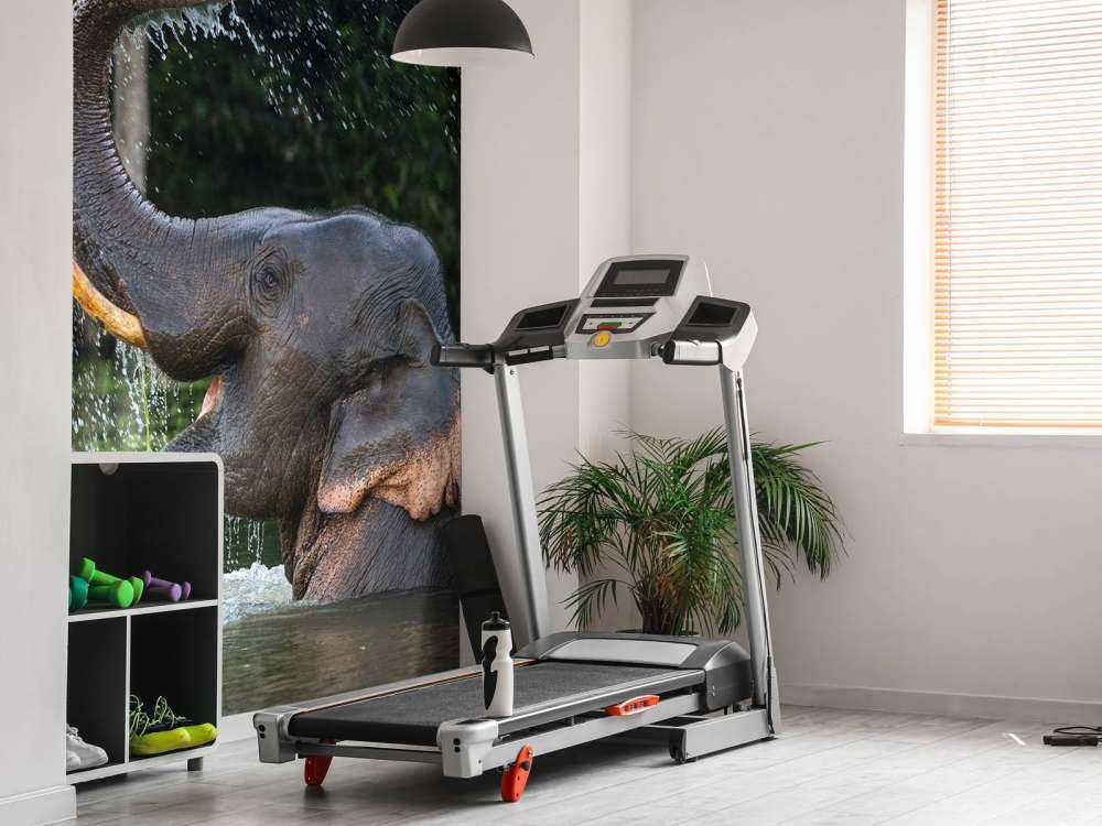 Elephant in water