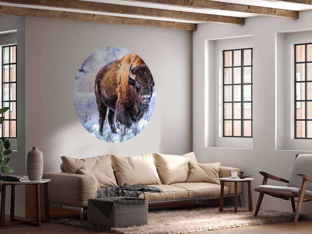 Bison