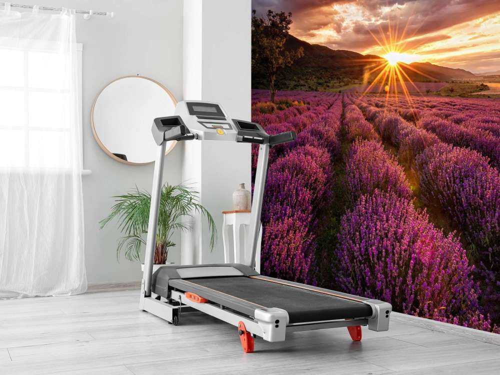 Lavender under the sun