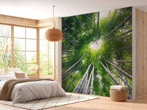 Forest with bamboo