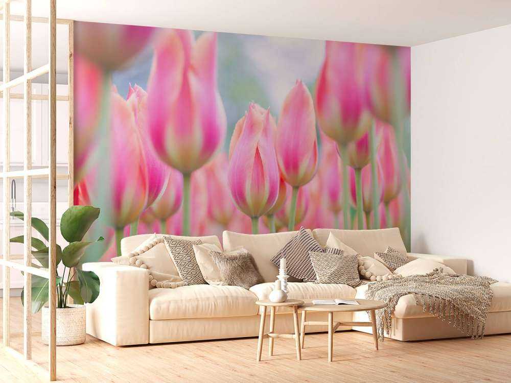 Close-up pink tulips