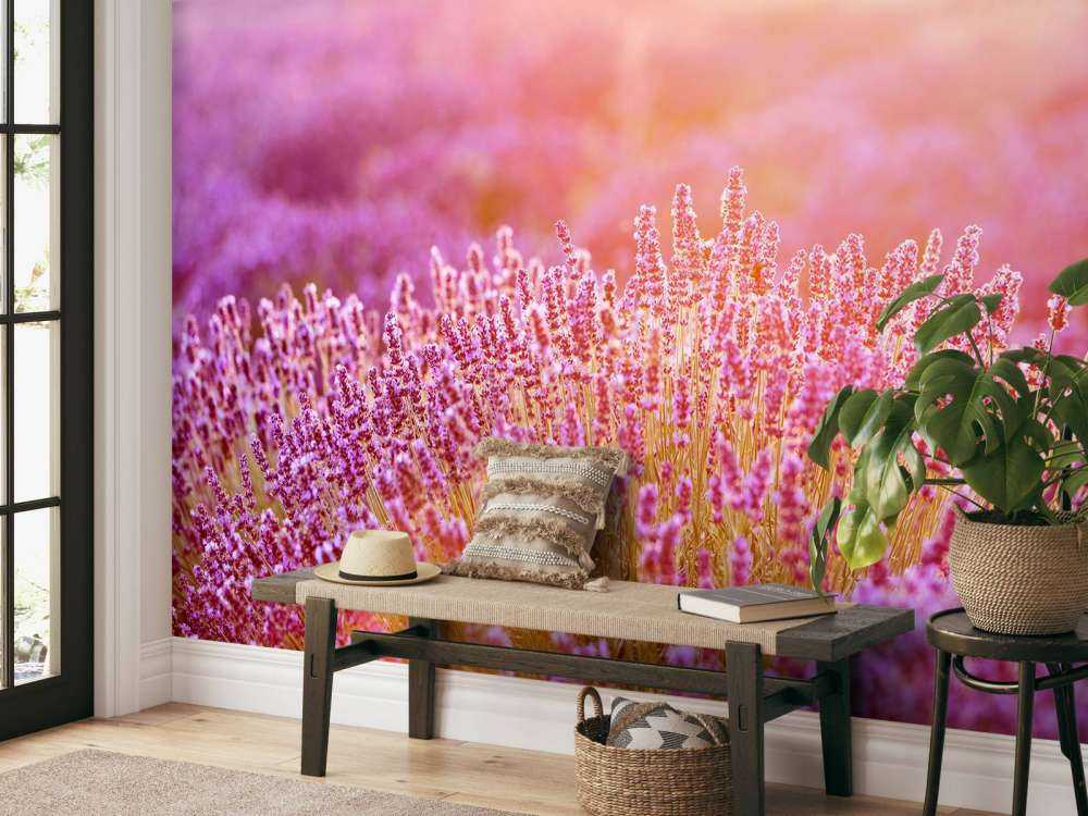 Close-up lavender flowers