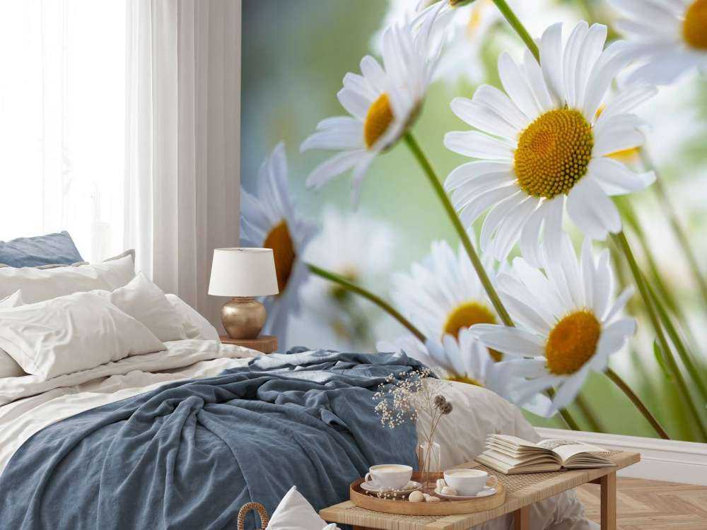 Close-up Daisies