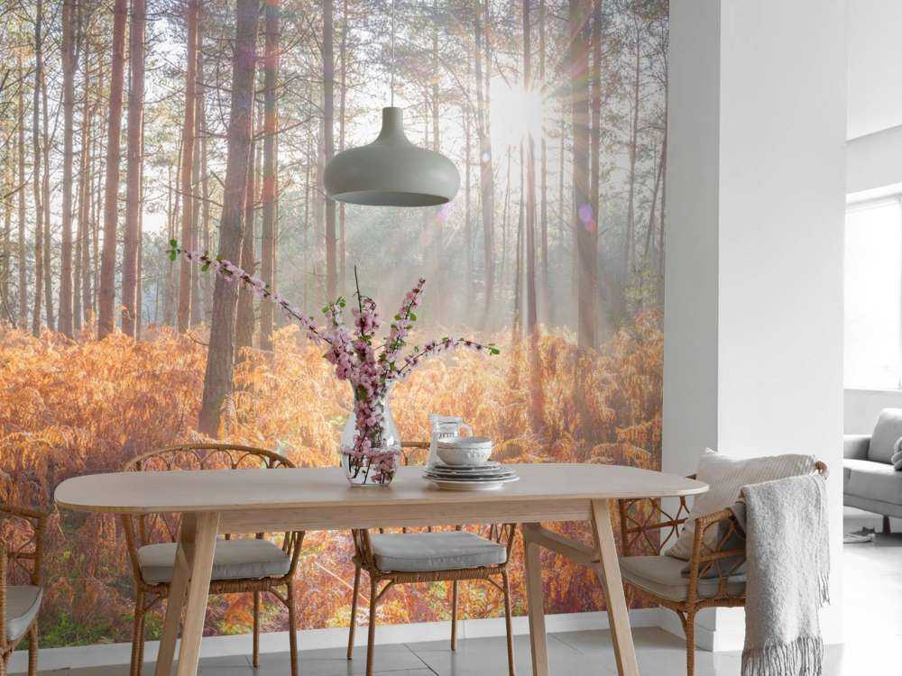 Sun rays through the forest