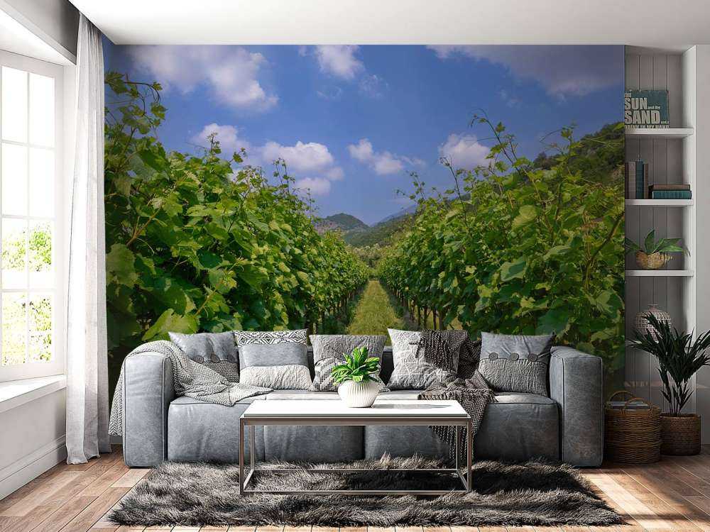 Vineyard in Italy