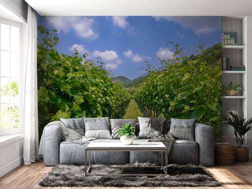 Vineyard in Italy