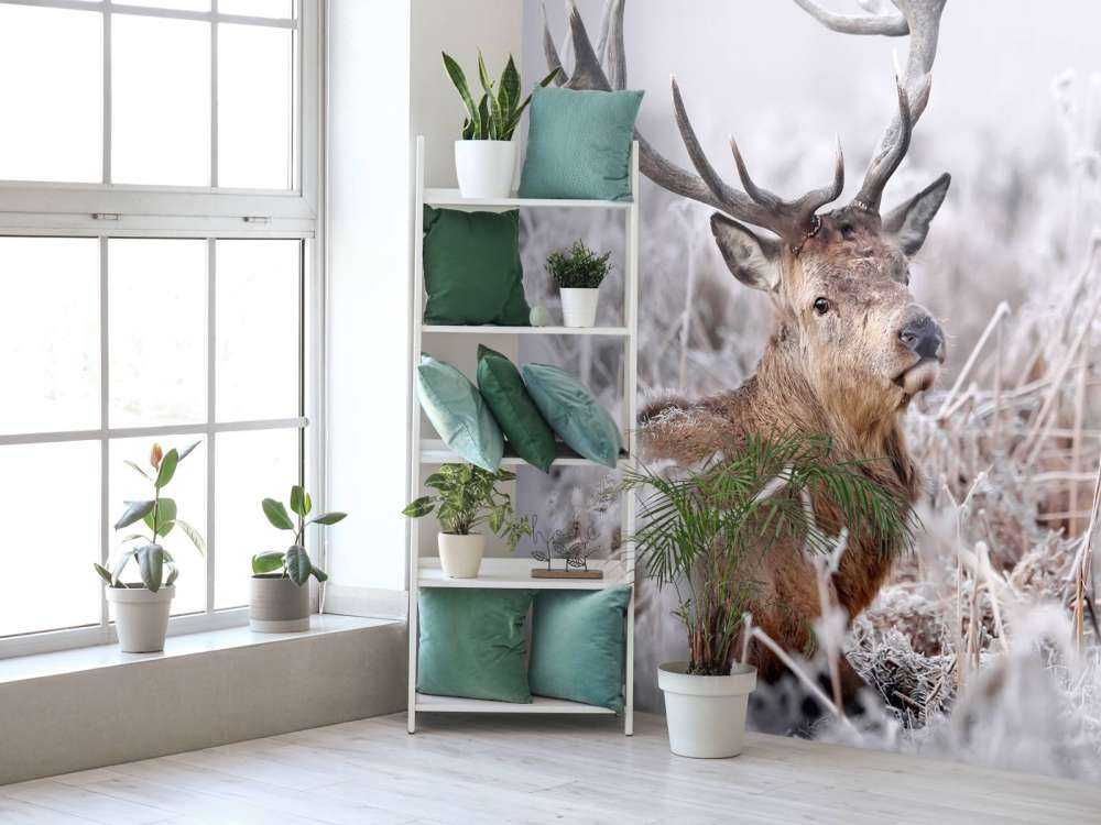 Red Deer's Winter Dream