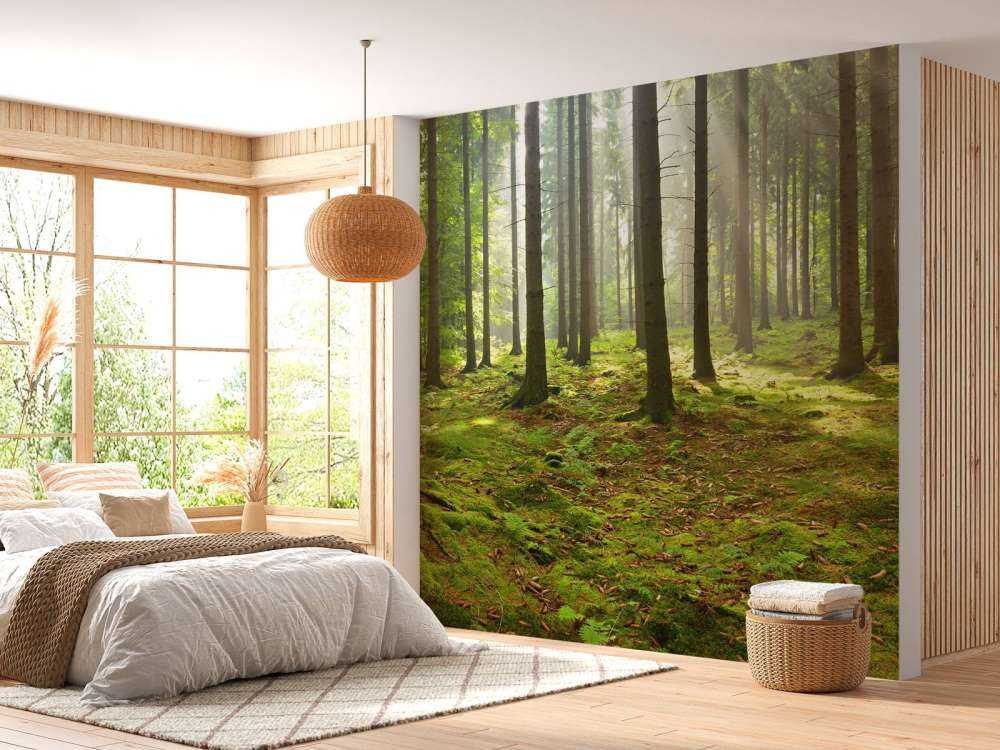 Spruce forest with sunlight