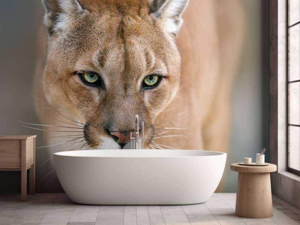 Puma close-up