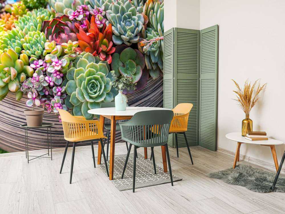 Verschillende vetplanten