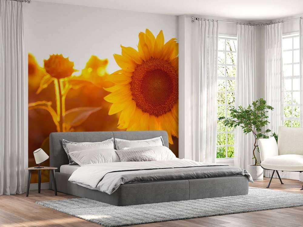 Warm sunflower field