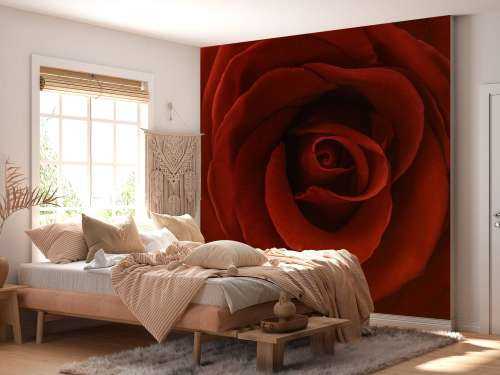 Close-up red rose