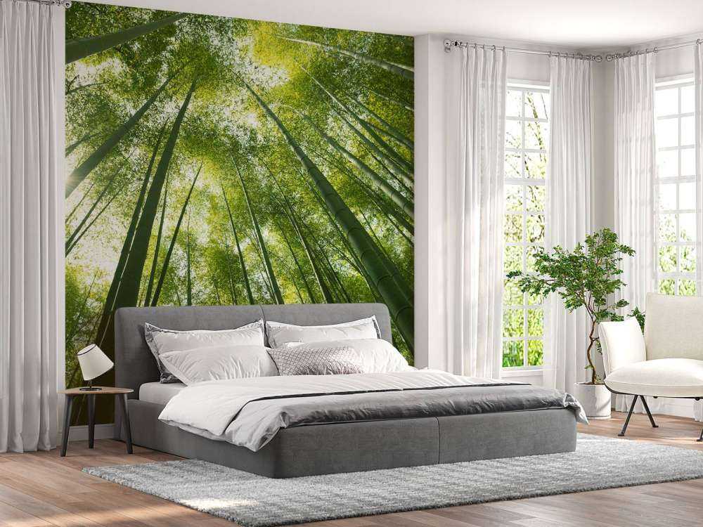 Bamboo forest in Japan