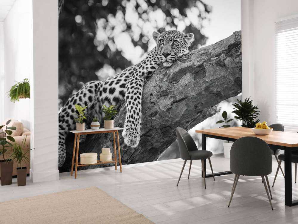 Resting Leopard