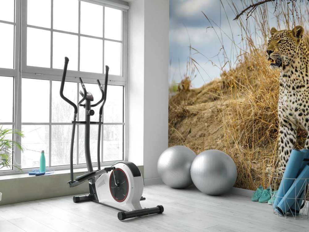 Leopard on the lookout