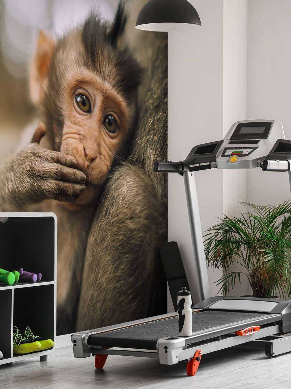 Close-up of a monkey