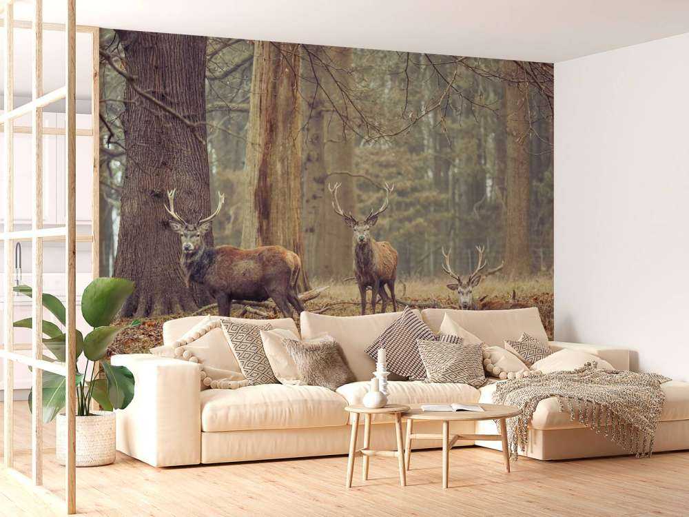 Wild deer