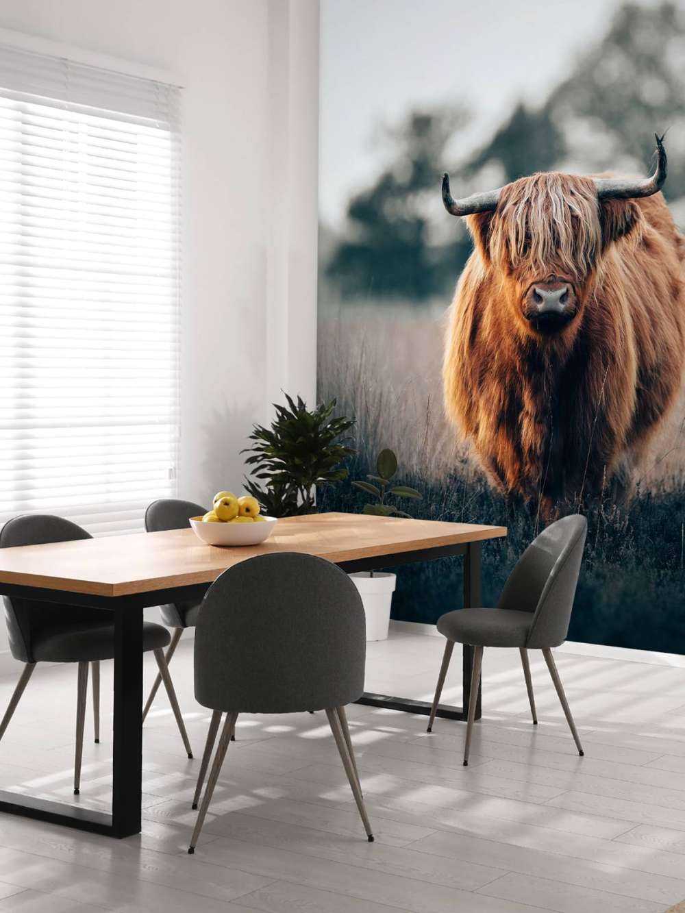 Portrait of highland cattle