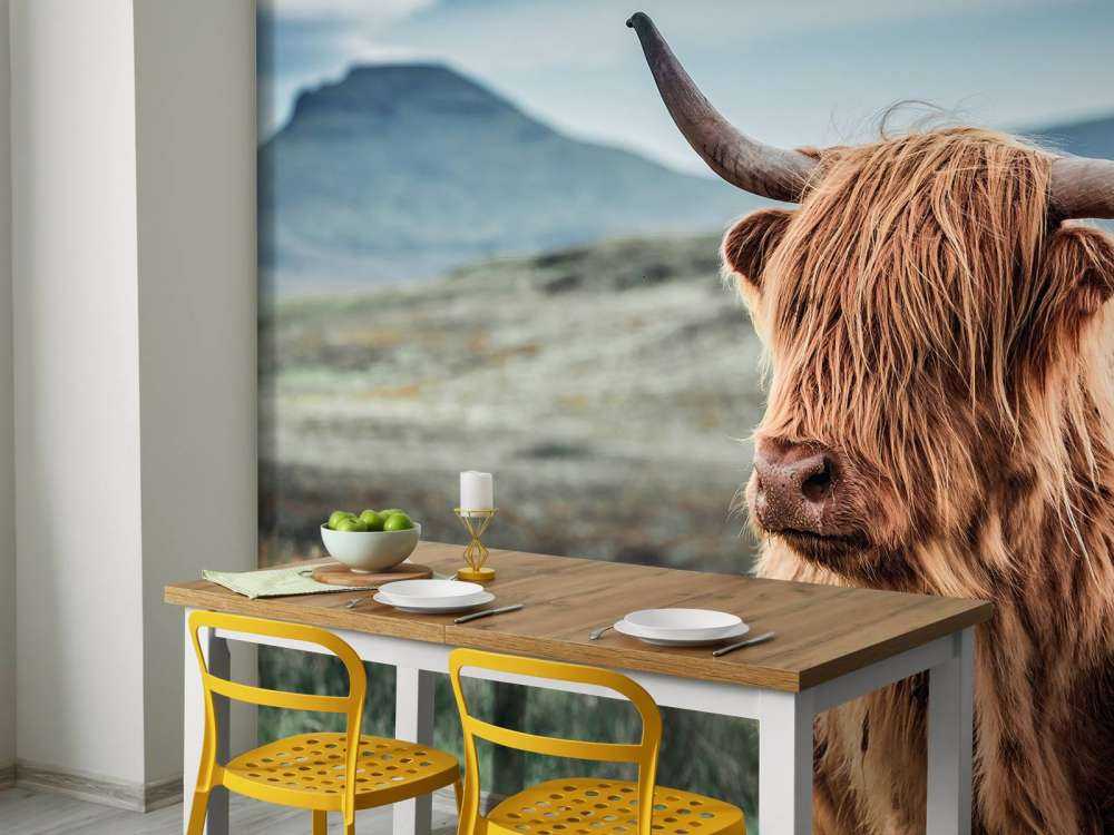 Scottish Highlander in the hills