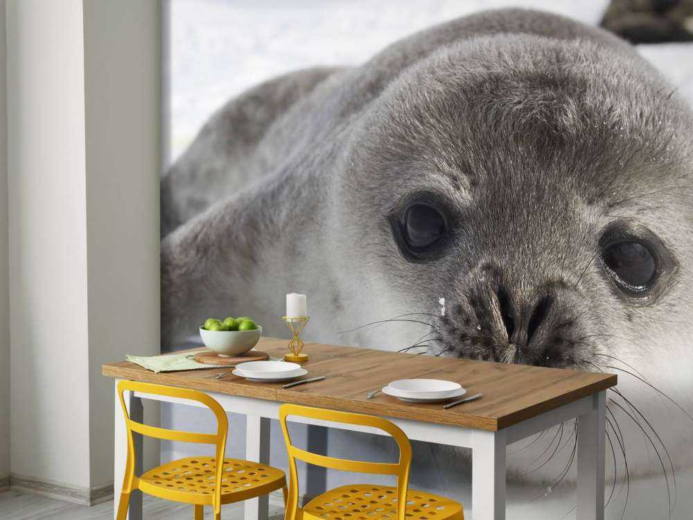 Close-up of a seal