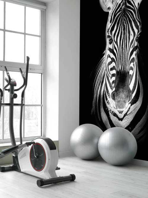 Close-up zebra black and white