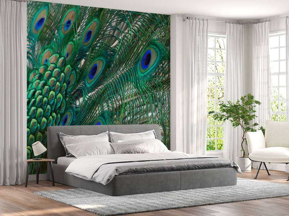 Colored plumage of a peacock