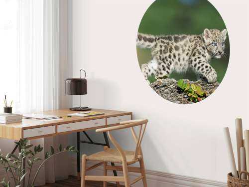 Snow leopard cub