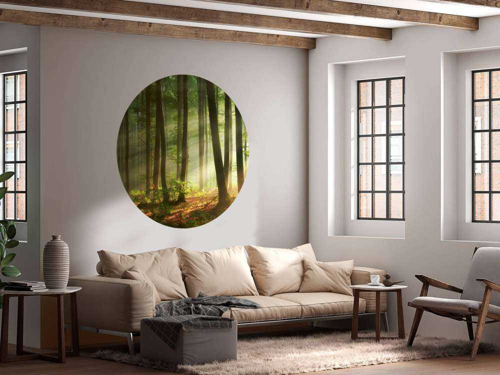 Morning sun among the trees