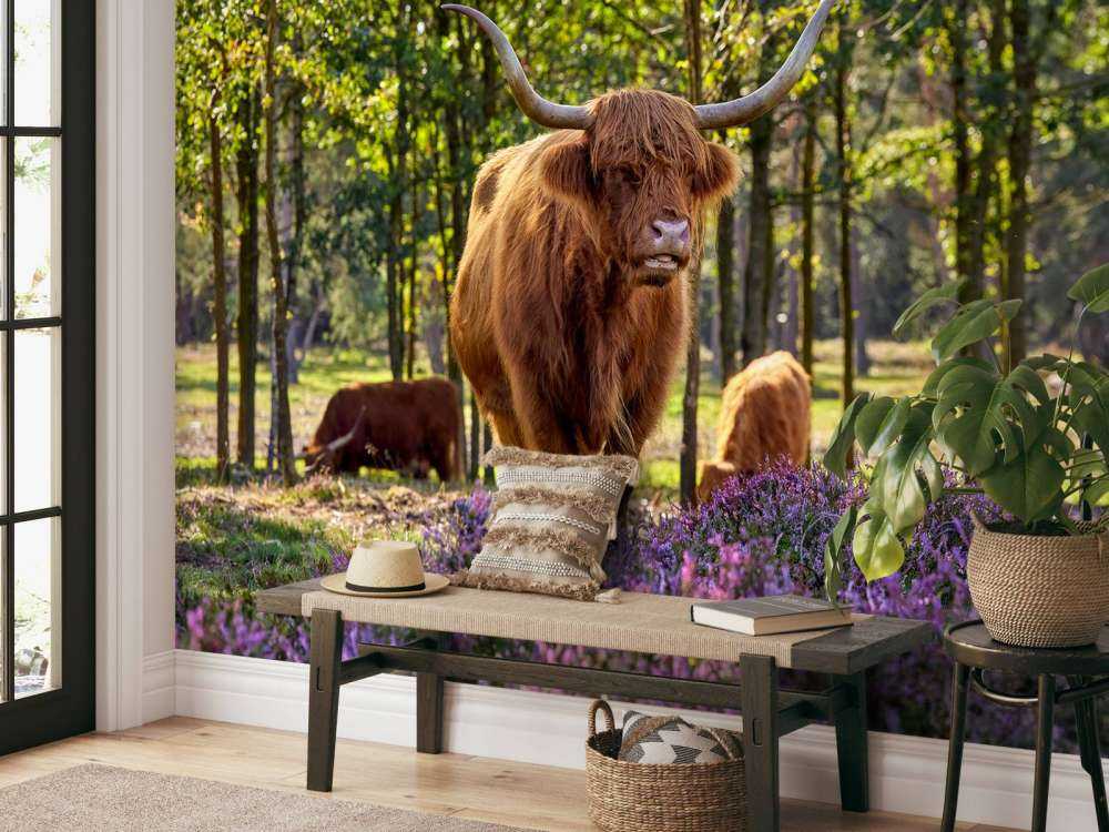 Highlanders in nature reserve