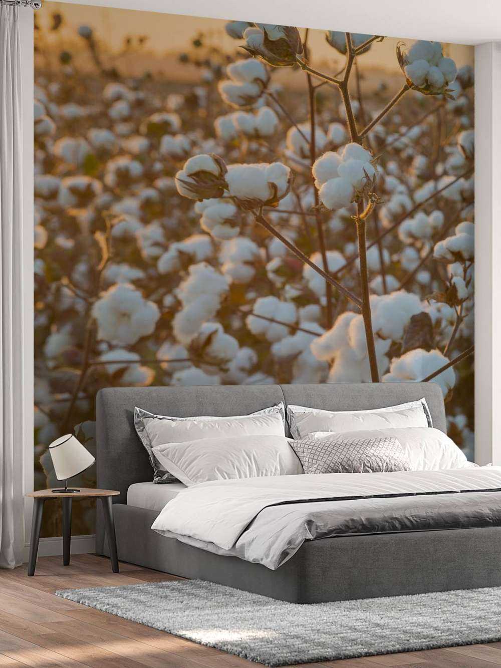 Cotton field with golden yellow sky