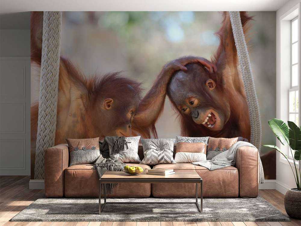 Baby orangutans