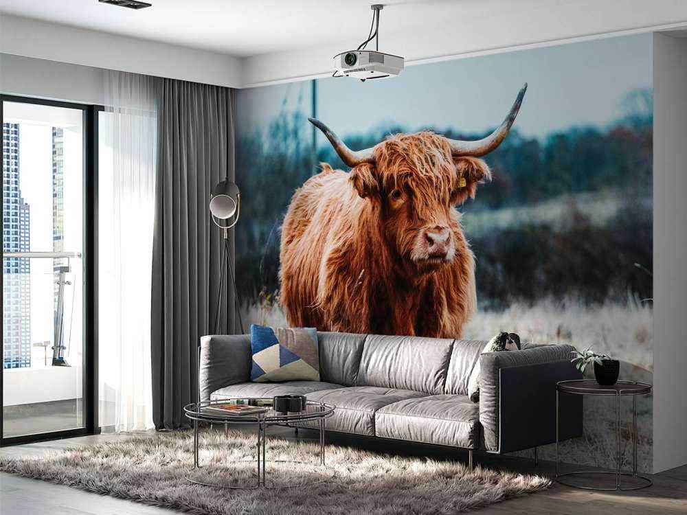 Scottish highlander in the forest