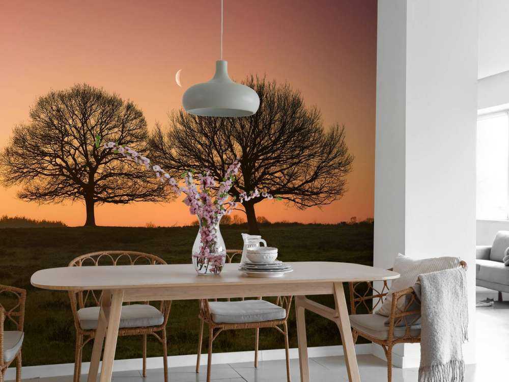 Moon between the trees